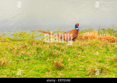 Gräser und Gewässern bei Dearne Valley RSPB, South Yorkshire Stockfoto