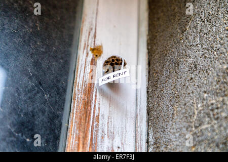 Verlassenen Bienenstock mit hängenden für Miete Zeichen als ein Haus zur Miete Stockfoto