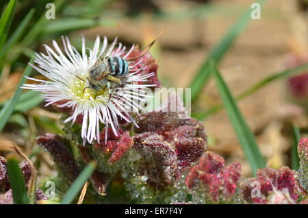 blaue Biene auf weiße Blume Stockfoto