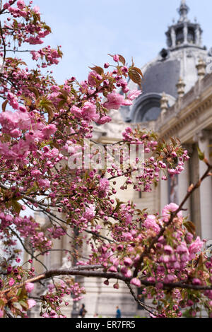 Kirschblüte mit dem Petit Palais Palast im Hintergrund unscharf. Frühling, Paris, Frankreich Stockfoto