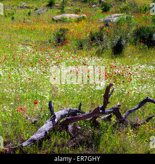 Teppiche von Farbe Decke die Straßenrändern der sehr ländlichen Willow City Loop in Texas Hill Country in der Nähe von Fredericksburg. Stockfoto