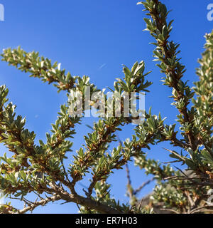 Junge Blätter der Sanddorn Stockfoto