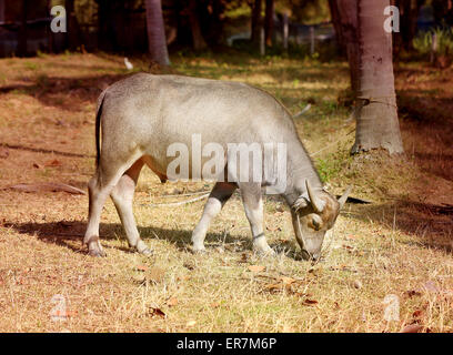 Junger Stier Beweidung in einem Palmenhain in Thailand Stockfoto