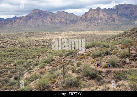 Mann und Frau Rucksacktouristen Wandern Sie durch die robuste Sonora-Wüste am Holländers Trail im Wildnisgebiet Aberglaube, Tonto National Forest in der Nähe von Phoenix, Arizona November 2011. Stockfoto