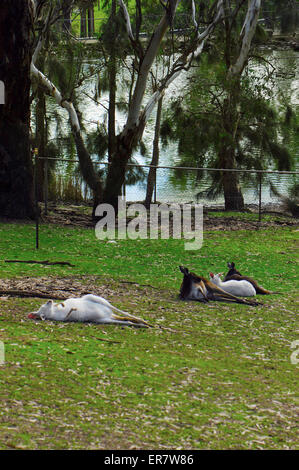 Australische weiße und graue Western Grey Kangaroo im Gras vor Ententeich faulenzen. Stockfoto