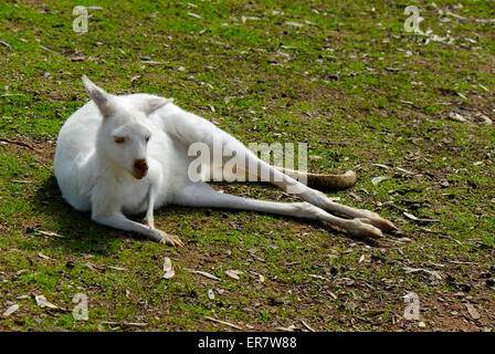 Weißen Albino australischen westlichen Grey Kangaroo in natürlicher Umgebung. Stockfoto