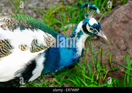 Indian Blue Pied männlicher Pfau closeup Stockfoto