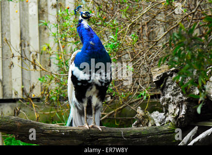 Indian Blue Pied männlicher Pfau closeup Stockfoto