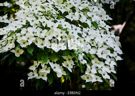 Kousa Hartriegel (Cornus Kousa) in voller Blüte - Virginia, USA Stockfoto