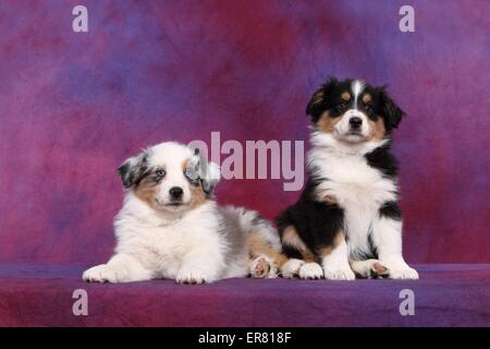 Australian Shepherd Welpen Stockfoto