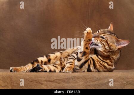 Bengal-Katze liegend Stockfoto