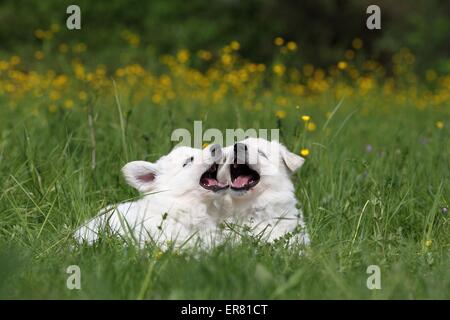 Weiße Schweizer Schäferhund Welpen Stockfoto