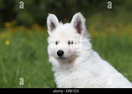 Weiße Schweizer Schäferhund Welpen Stockfoto