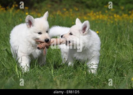 Weiße Schweizer Schäferhund Welpen Stockfoto