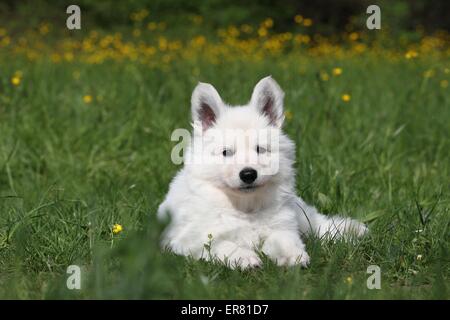 Weiße Schweizer Schäferhund Welpen Stockfoto