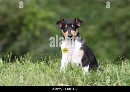 Kurzhaar Collie-Welpen Stockfoto