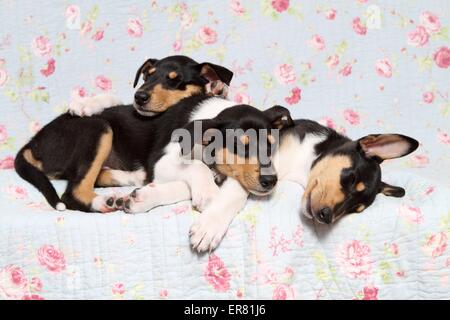 Kurzhaar Collie-Welpen Stockfoto