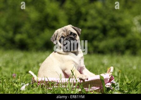 Mops Welpen Stockfoto