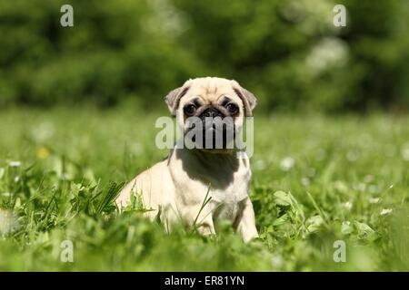 Mops Welpen Stockfoto