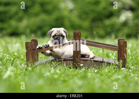 Mops Welpen Stockfoto