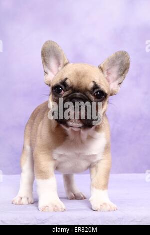 Französische Bulldogge Welpen Stockfoto