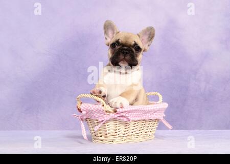 Französische Bulldogge Welpen Stockfoto