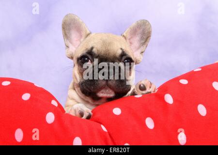 Französische Bulldogge Welpen Stockfoto