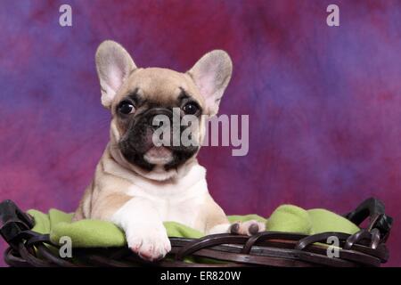 Französische Bulldogge Welpen Stockfoto