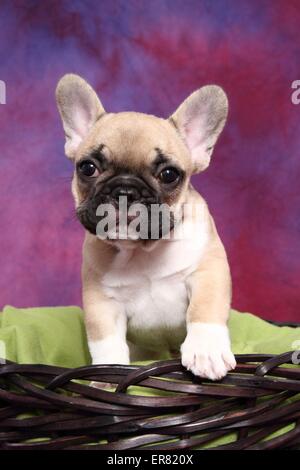 Französische Bulldogge Welpen Stockfoto