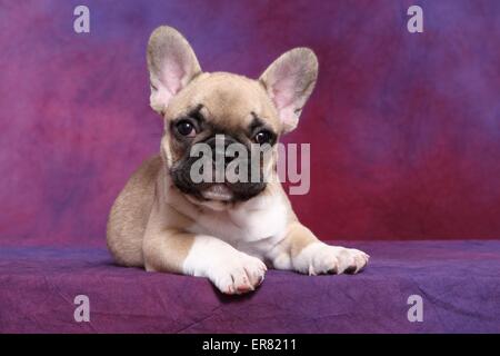 Französische Bulldogge Welpen Stockfoto