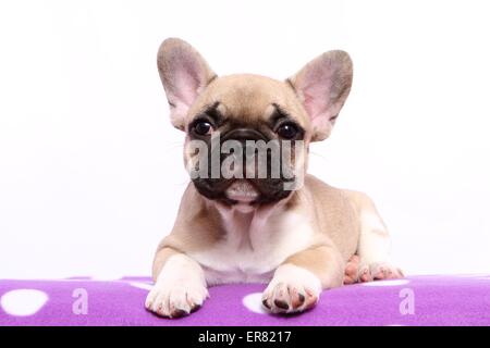 Französische Bulldogge Welpen Stockfoto