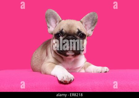 Französische Bulldogge Welpen Stockfoto