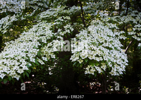 Kousa Hartriegel (Cornus Kousa) in voller Blüte - Virginia, USA Stockfoto