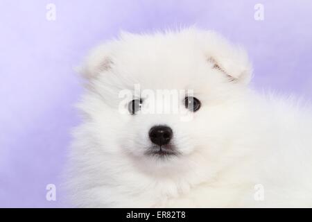 japanische Deutscher Zwergspitz Welpen Stockfoto