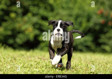 Deutscher Boxer Welpen Stockfoto