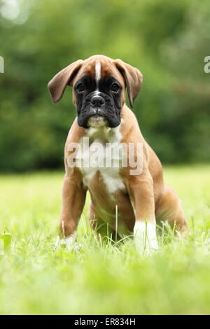 Deutscher Boxer Welpen Stockfoto