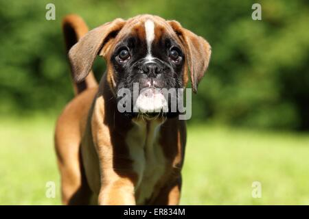 Deutscher Boxer Welpen Stockfoto