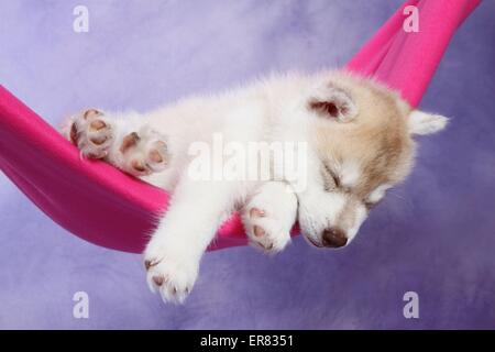 Siberian Husky Welpen Stockfoto