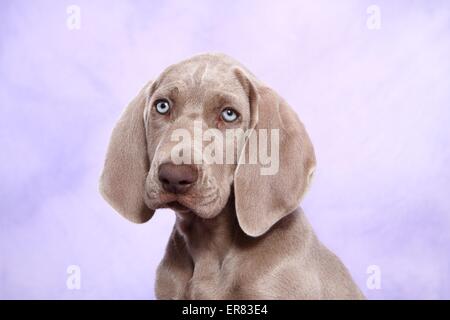 kurzhaarigen Weimaraner Welpe Stockfoto