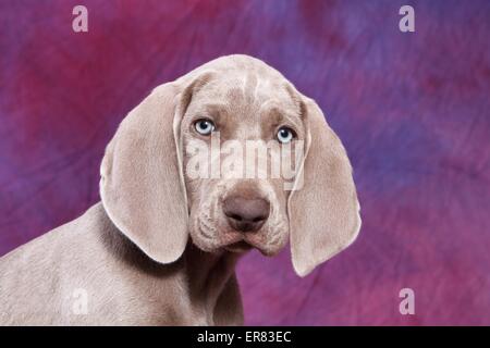 kurzhaarigen Weimaraner Welpe Stockfoto