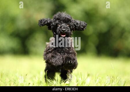 Miniatur Pudel Welpen Stockfoto