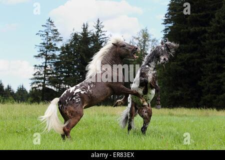 2 deutsche classic Ponys Stockfoto