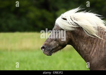 Deutsche classic Pony Porträt Stockfoto