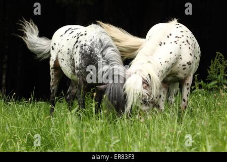 2 deutsche classic Ponys Stockfoto