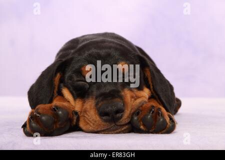 Deutsche Pinscher Welpen Stockfoto