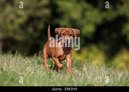 Deutsche Pinscher Welpen Stockfoto