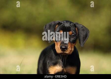 Deutsche Pinscher Welpen Stockfoto