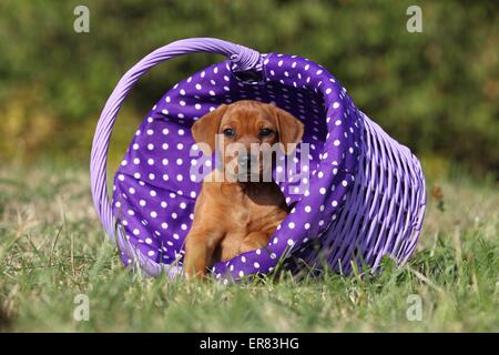 Deutsche Pinscher Welpen Stockfoto