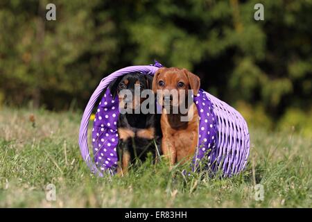 Deutsche Pinscher Welpen Stockfoto