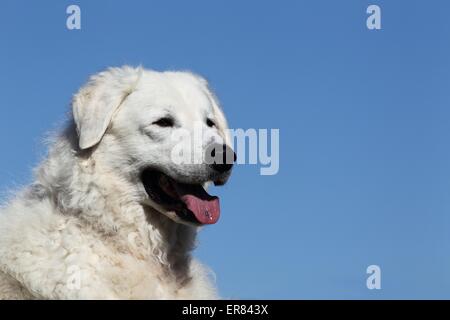 Kuvasz-Portrait Stockfoto